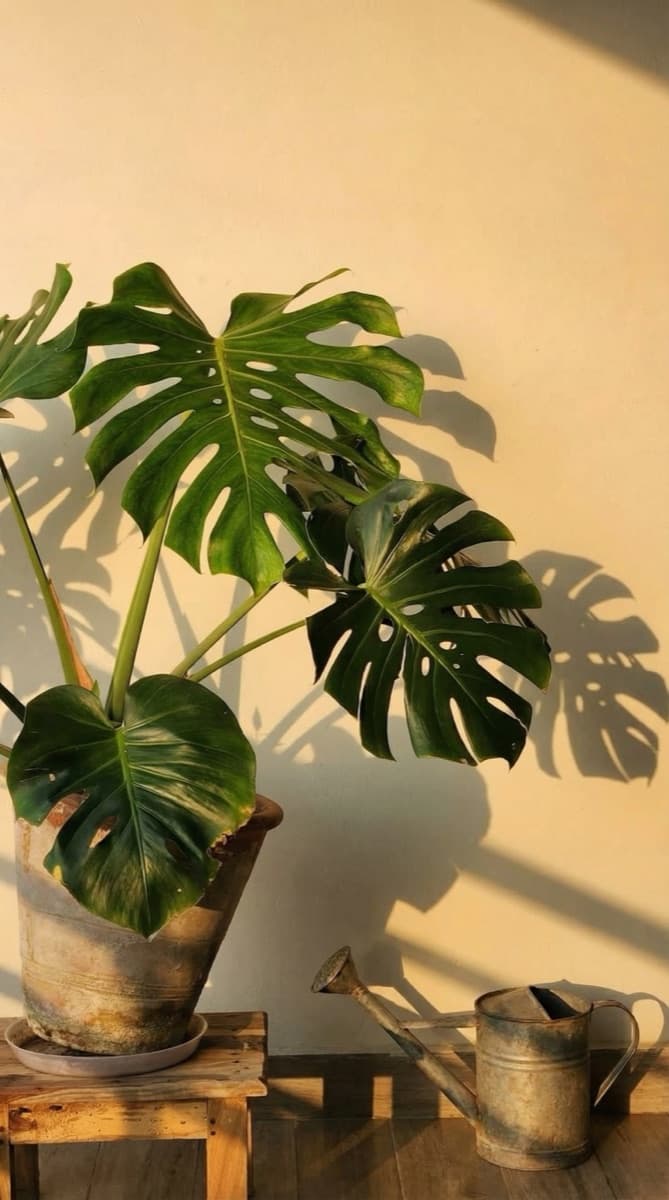 Home Décor — Lifestyle